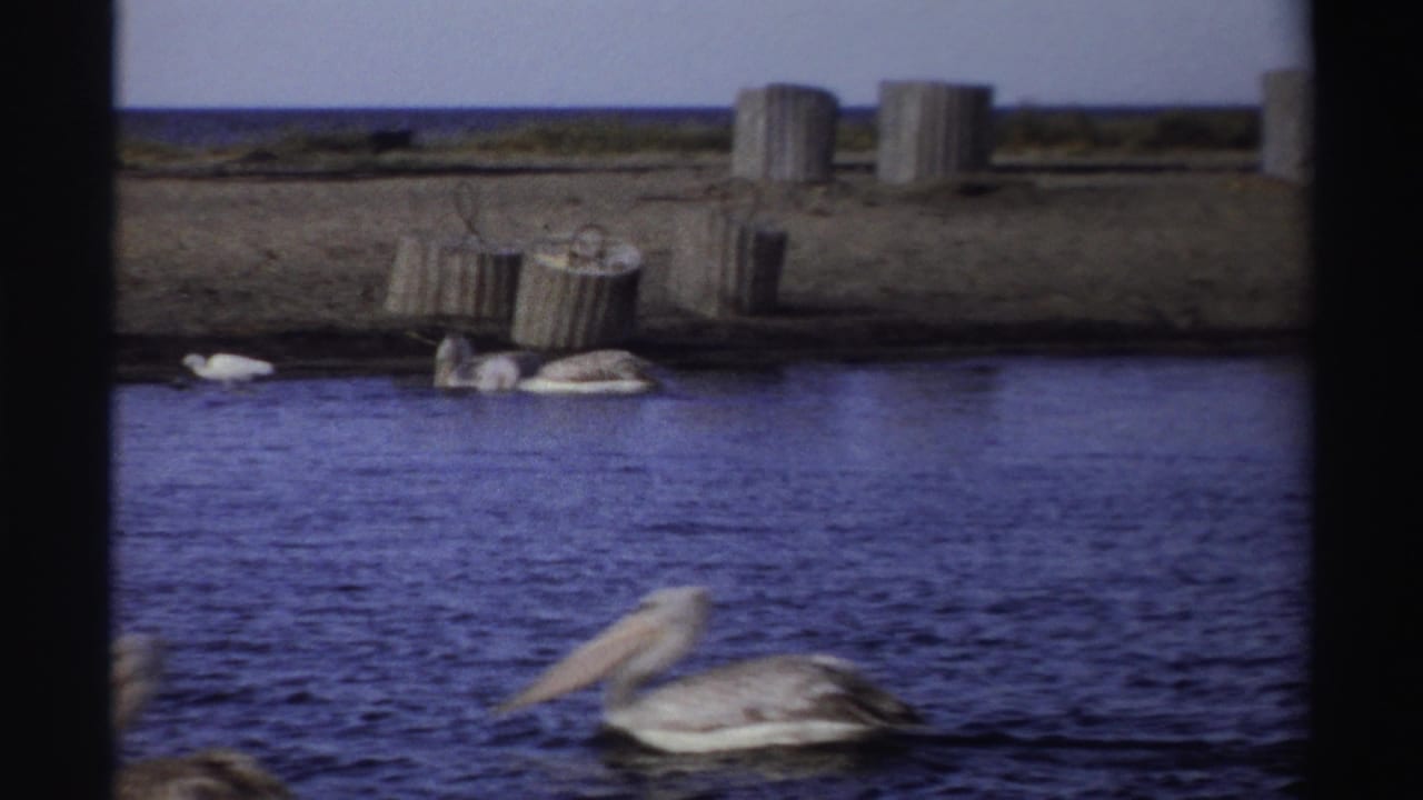 1969 Nigeria 8mm frame showing pelicans on calm coastal water with a sandy shoreline, concrete blocks, and sea beyond.
