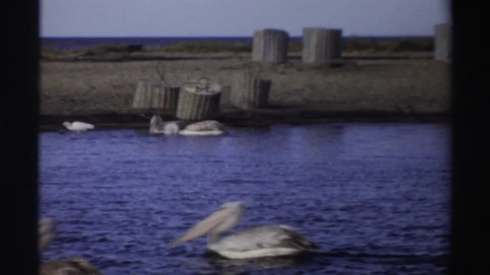 1969 Nigeria 8mm frame showing pelicans on calm coastal water with a sandy shoreline, concrete blocks, and sea beyond.