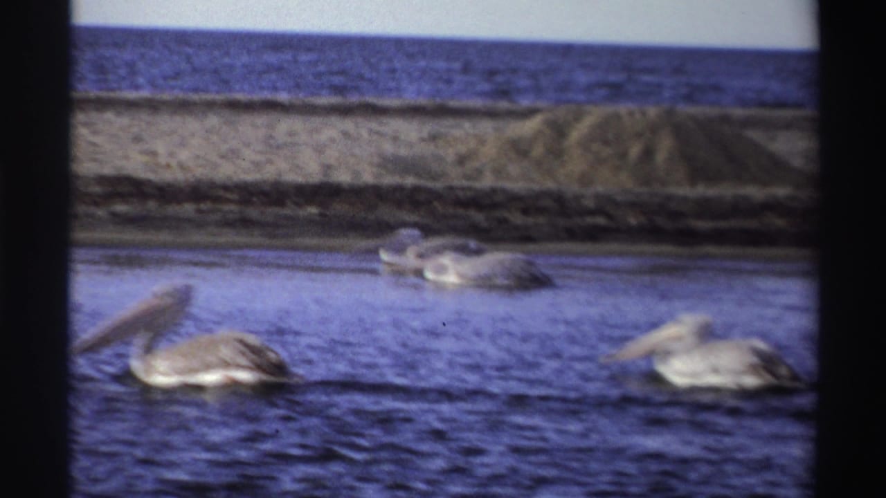 1969 Nigeria 8mm frame of several pelicans floating near a sandy shoreline, with open sea and low coastal vegetation behind them.