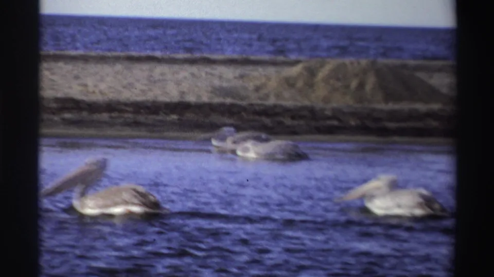 1969 Nigeria 8mm frame of several pelicans floating near a sandy shoreline, with open sea and low coastal vegetation behind them.