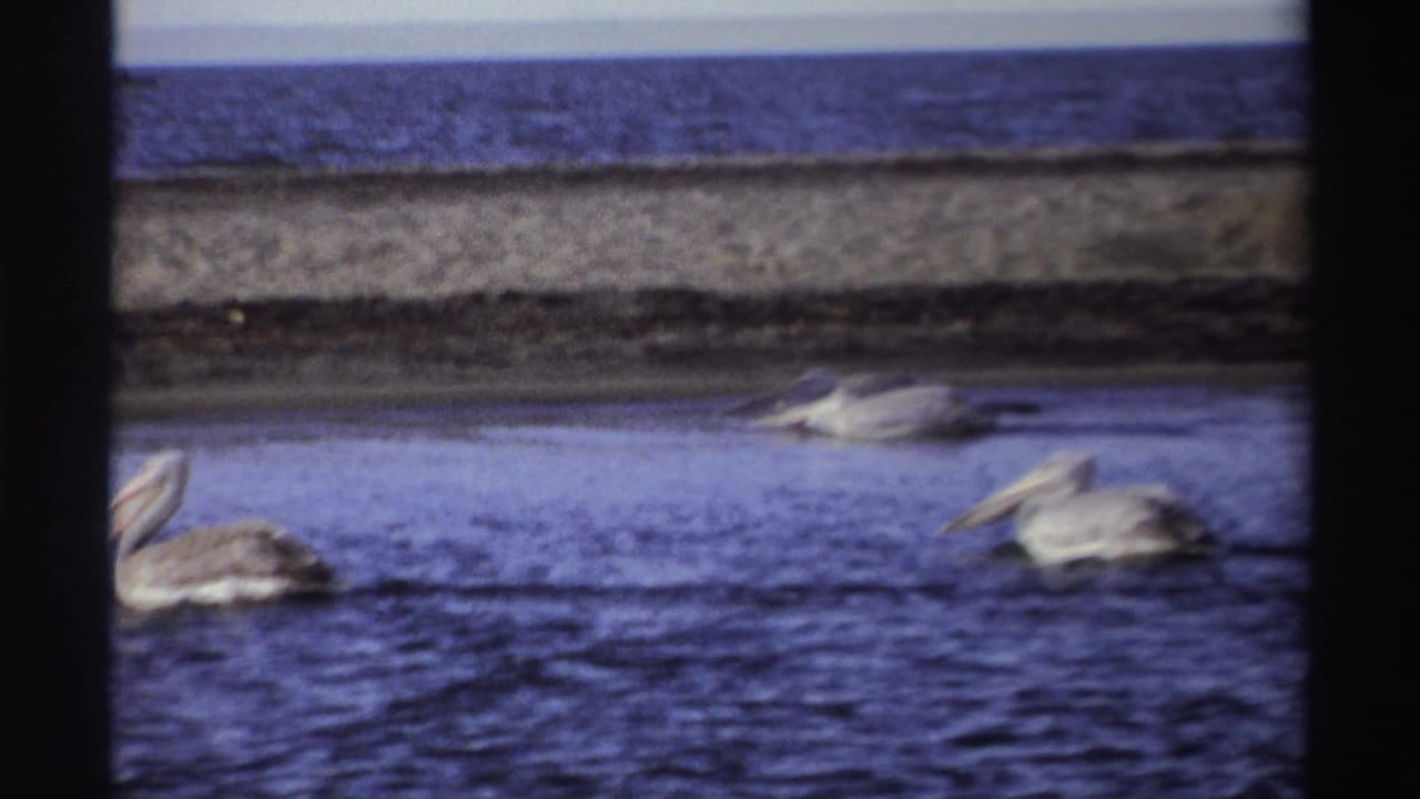 1969 Nigeria 8mm frame with pelicans floating in the foreground water and a sandy shoreline and sea horizon in the background.