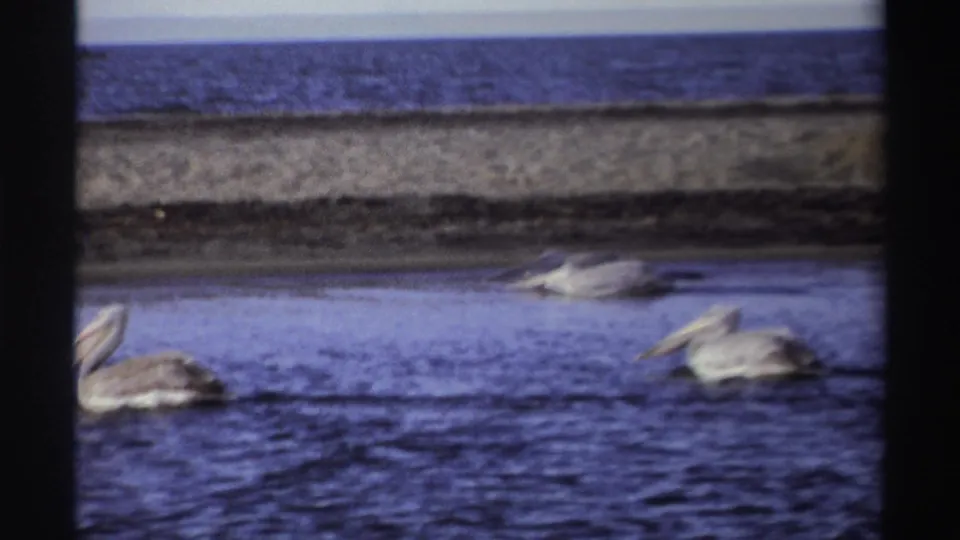1969 Nigeria 8mm frame with pelicans floating in the foreground water and a sandy shoreline and sea horizon in the background.