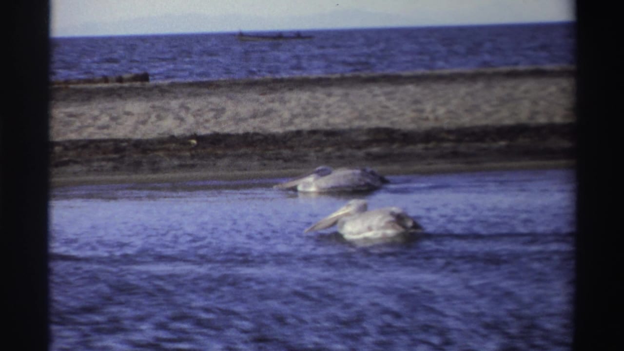 1969 Nigeria 8mm frame showing pelicans on coastal water, a sandy beach strip, distant sea, and a small boat-like shape on the horizon.