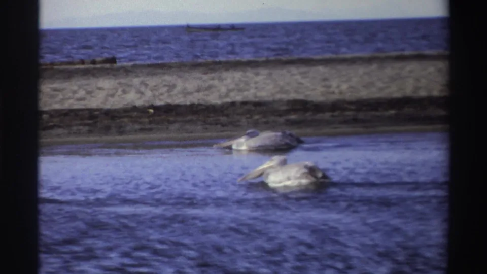 1969 Nigeria 8mm frame showing pelicans on coastal water, a sandy beach strip, distant sea, and a small boat-like shape on the horizon.