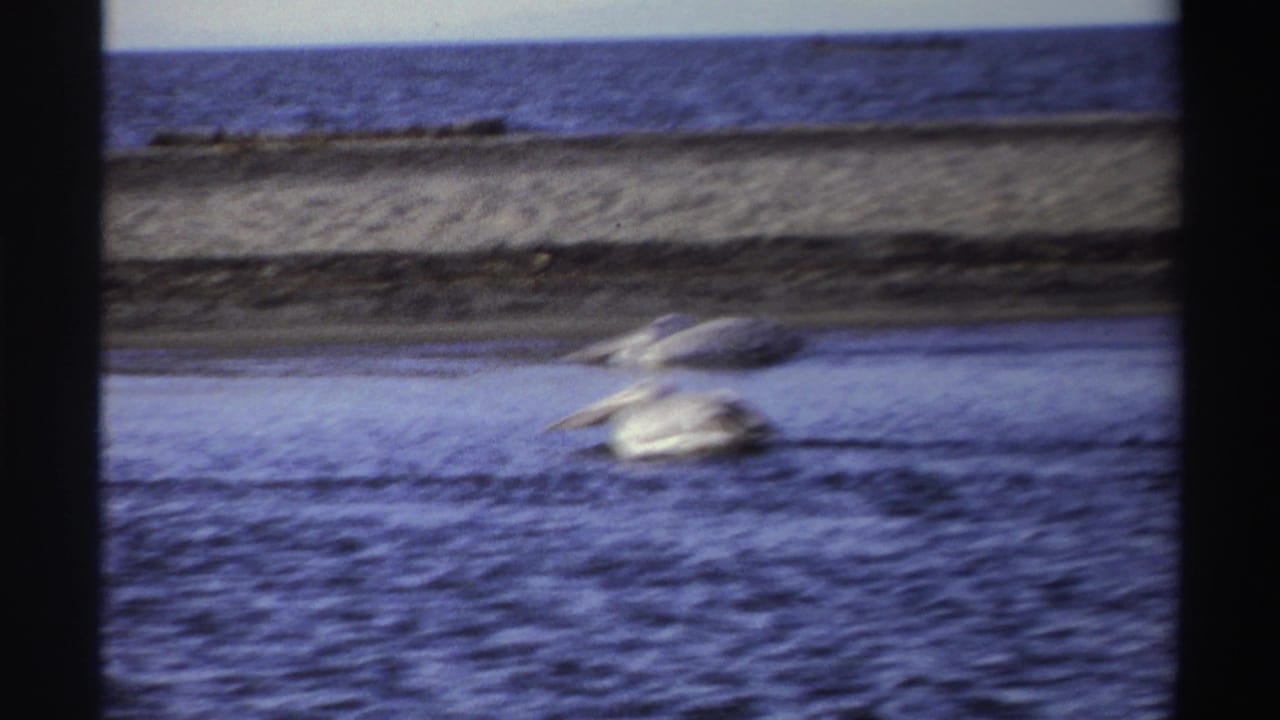 Two pale pelicans appear in shallow blue water near a low sandy shoreline in 1969 Nigeria home-movie footage.