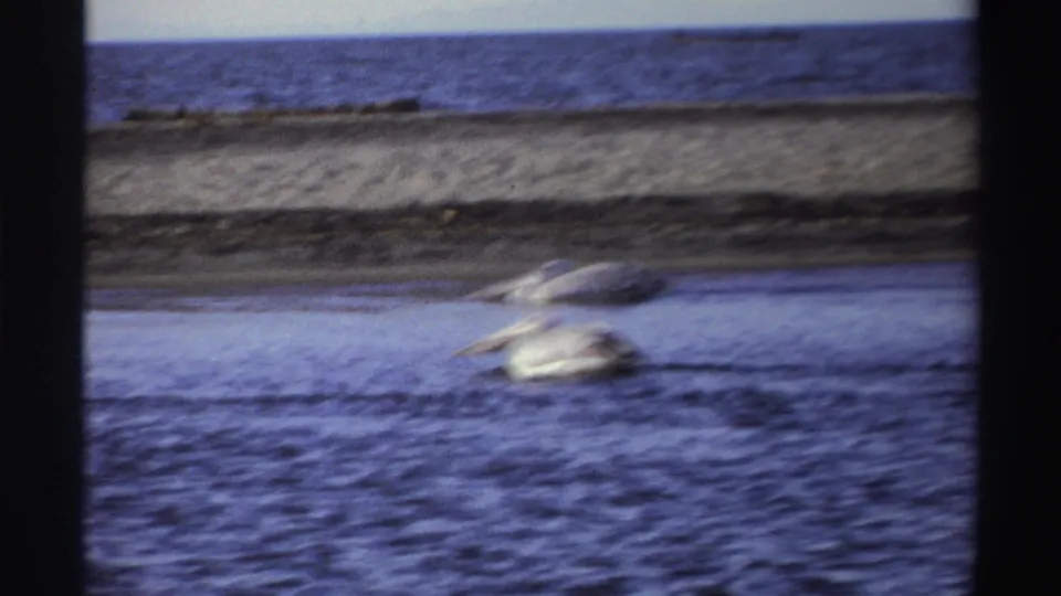 Two pale pelicans appear in shallow blue water near a low sandy shoreline in 1969 Nigeria home-movie footage.