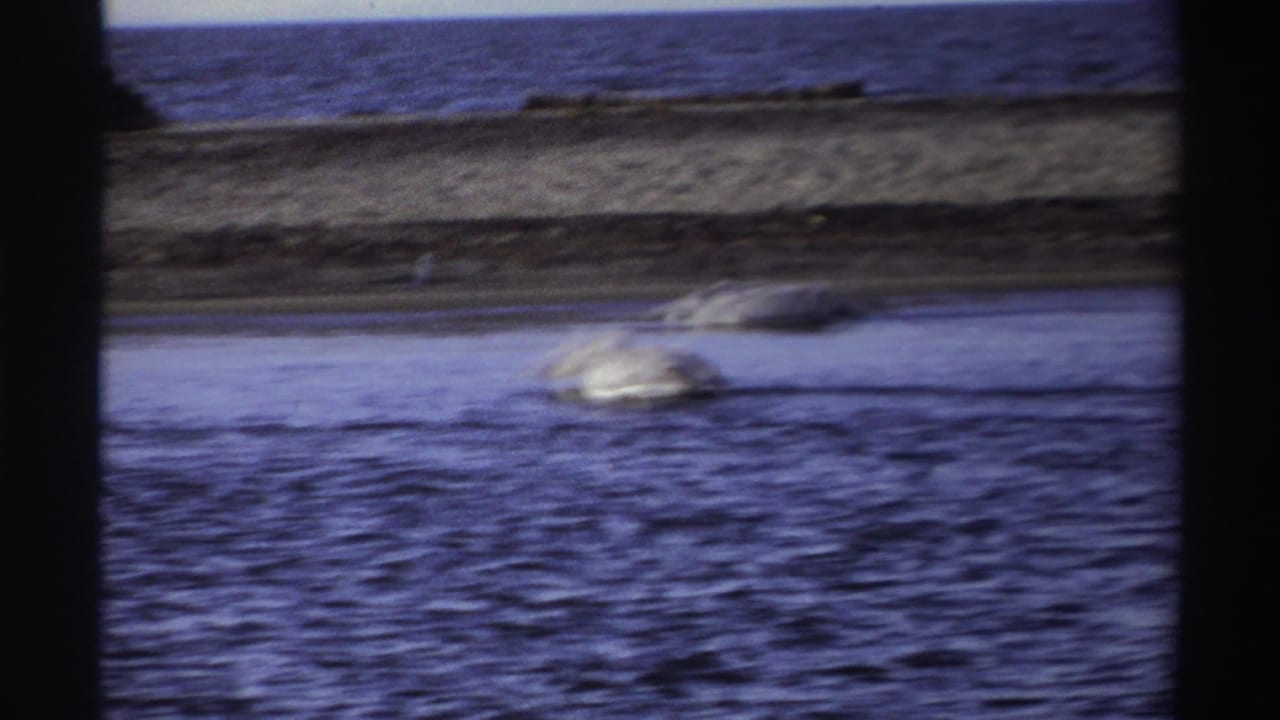 A second view shows two pale pelicans wading in blue water near a sandy bank, with soft 8mm blur and color shift.