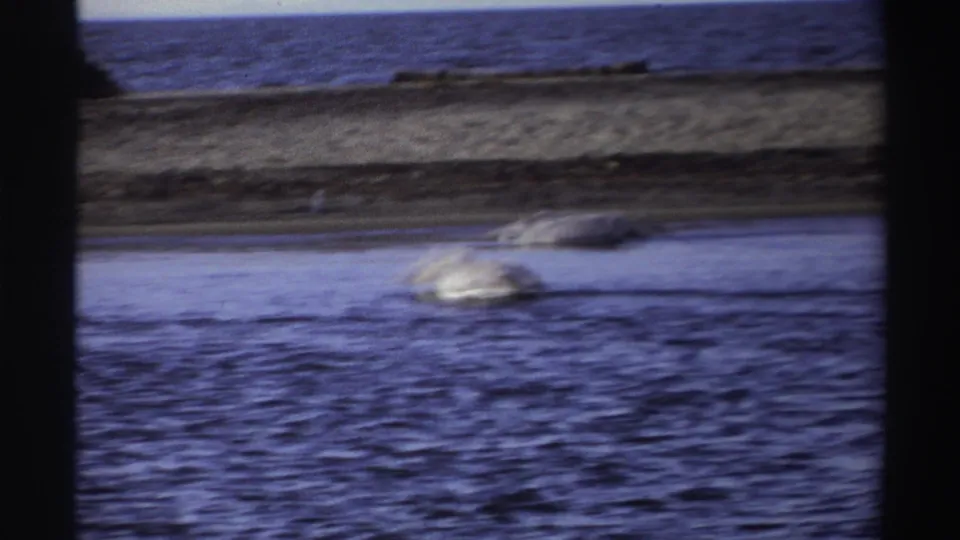 A second view shows two pale pelicans wading in blue water near a sandy bank, with soft 8mm blur and color shift.