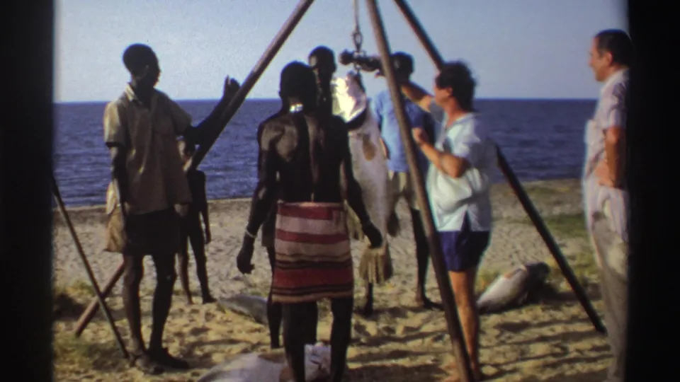 Nigeria, 1969: adult men gather beside a pole tripod scale suspending a large fish on a sandy beach by the sea.