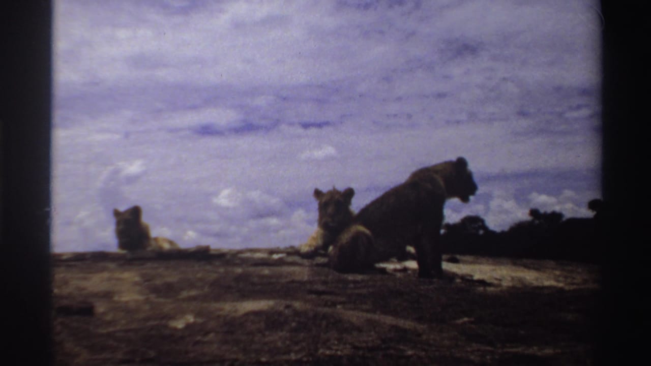 Home-movie frame from Nigeria in 1969 showing lions resting and sitting on a dark rocky outcrop beneath a cloudy sky.