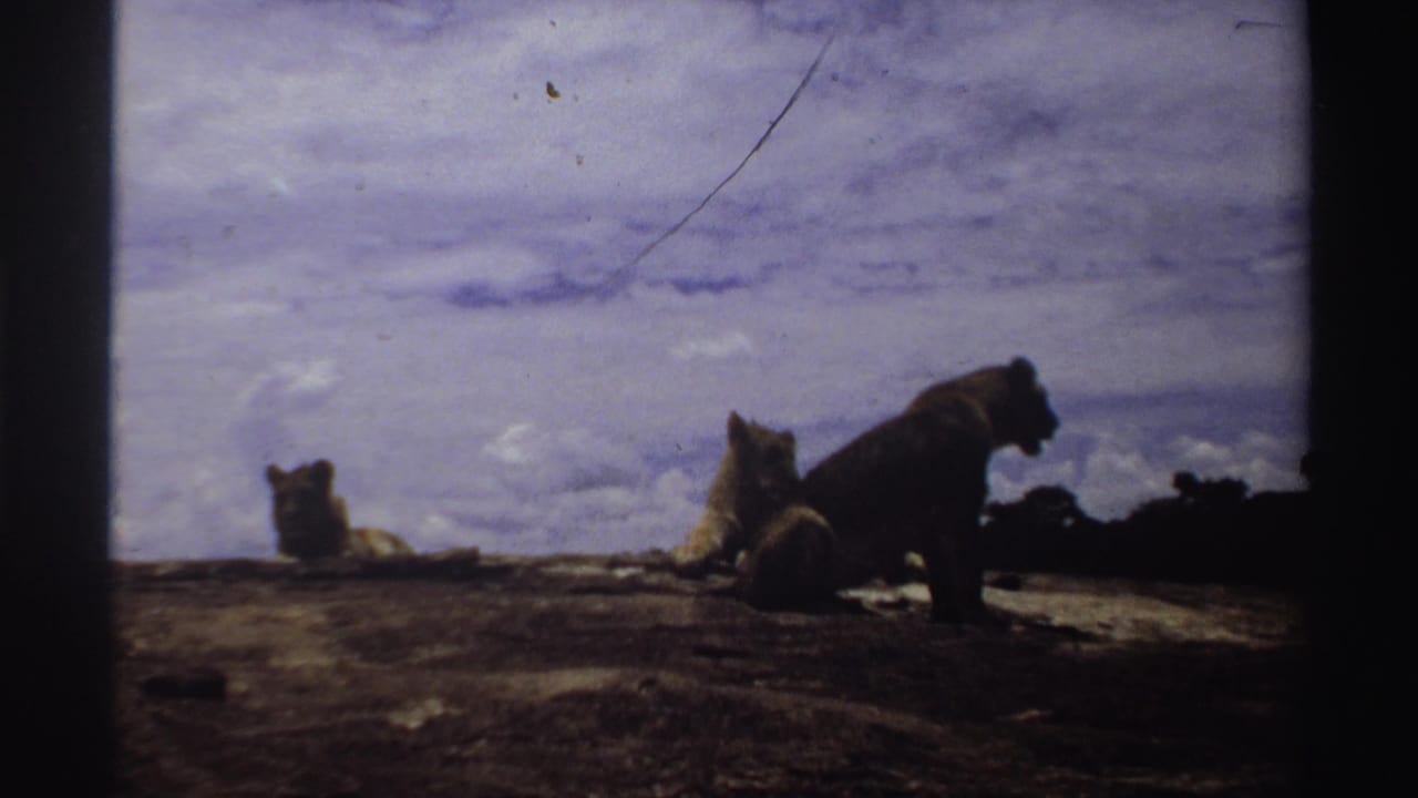 1969 Nigeria wildlife view showing several lions settled on a rocky ledge, filmed from a distant home-movie viewpoint.