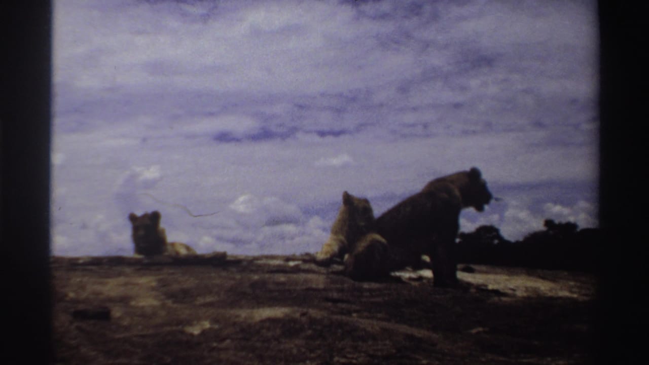 Three lions rest and sit on rocky ground beneath a cloudy sky.