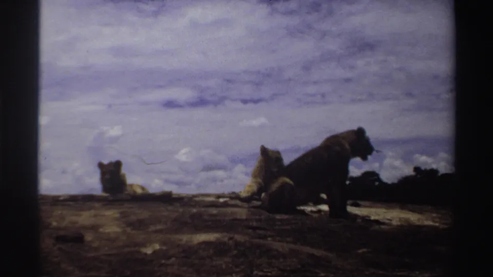 Nigeria 1969 8mm frame showing three lions on a rocky outcrop, with one sitting upright and others resting under a clouded sky.