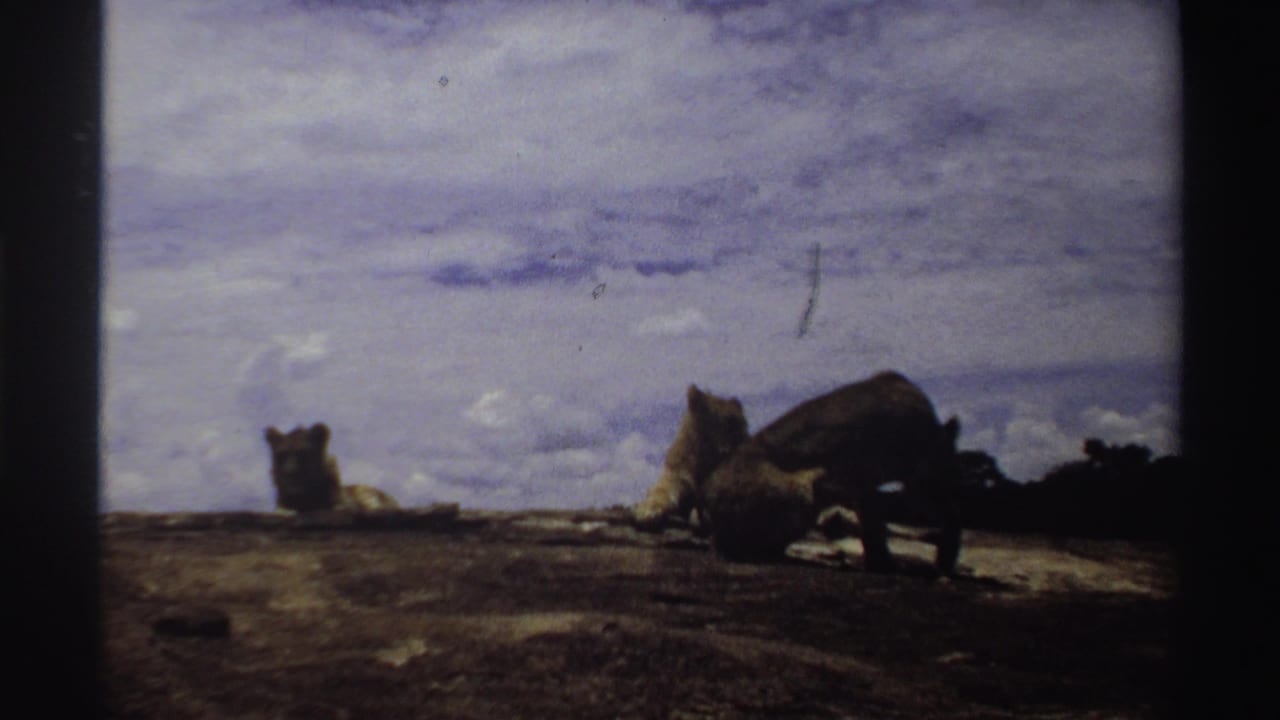 Nigeria 1969 8mm frame with one lion lowering its head near a reclining lion as another lion remains farther left on rocky terrain.