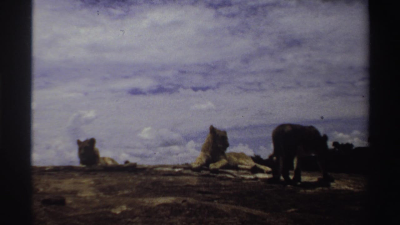Nigeria 1969 8mm frame showing a dark lion walking across the foreground while two lighter lions remain seated or reclining behind it.
