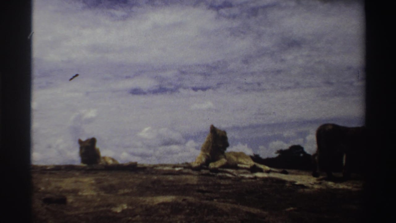 Nigeria 1969 8mm frame with two lions on rocky ground and a third lion partly leaving the frame at right beneath a cloudy sky.
