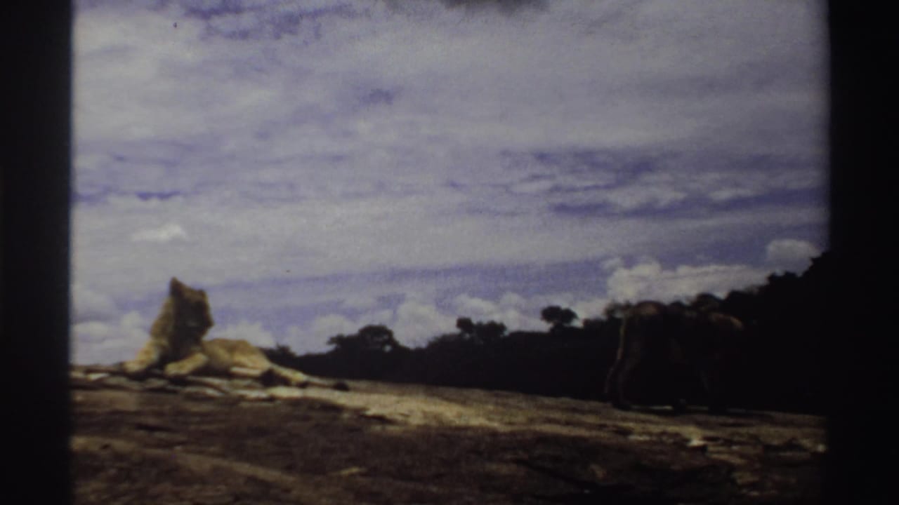 1969 Nigeria 8mm frame with one lion near a rocky outcrop and another lion farther right beside the dark tree line.