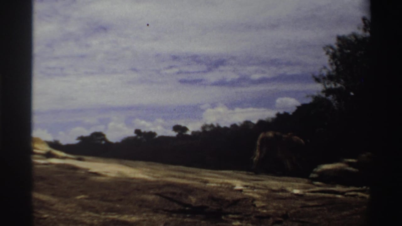 1969 Nigeria 8mm frame showing a lion walking slowly across rocky grassland toward trees beneath a cloudy sky.
