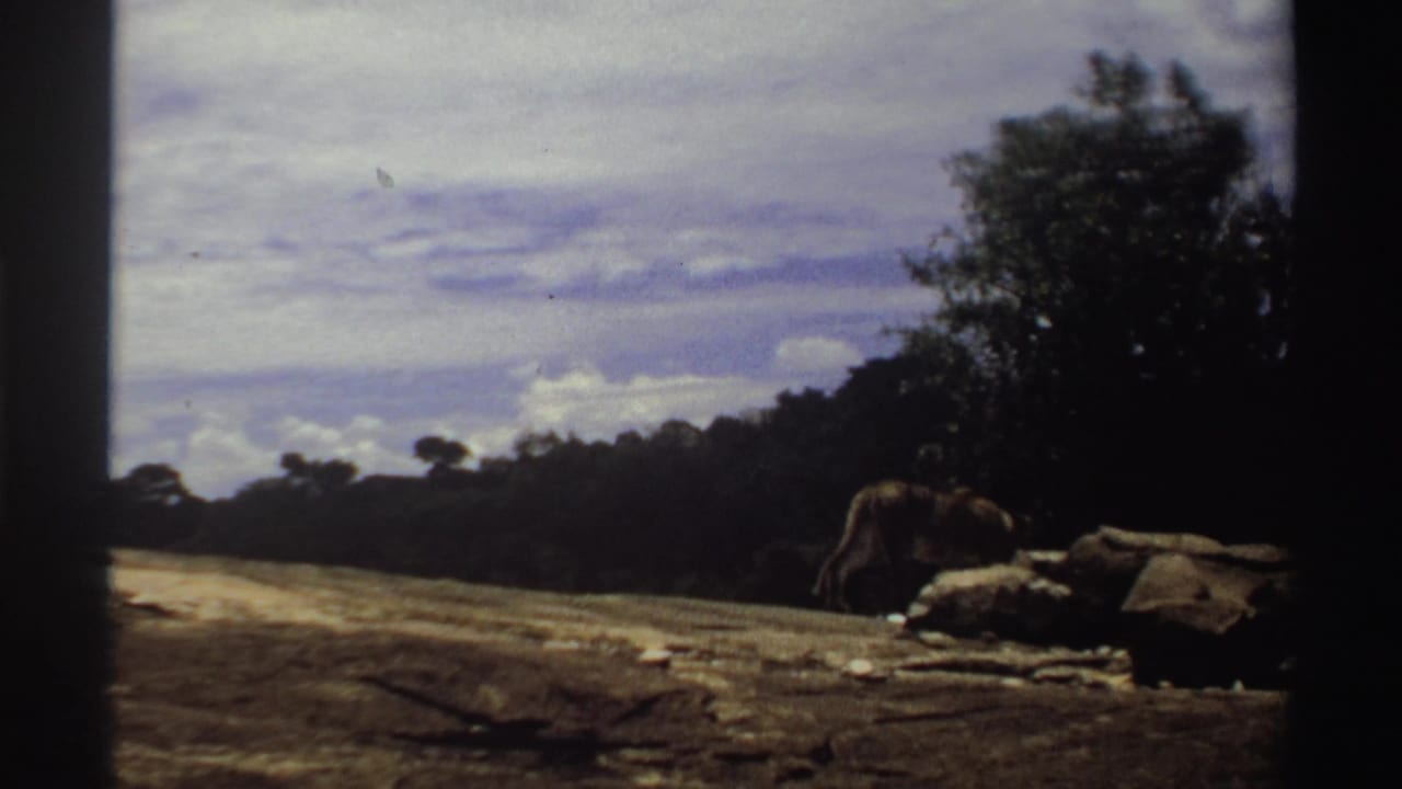 1969 Nigeria 8mm frame of a lion walking beside scattered rocks near the tree line in open savanna-like terrain.