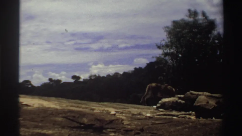 1969 Nigeria 8mm frame of a lion walking beside scattered rocks near the tree line in open savanna-like terrain.