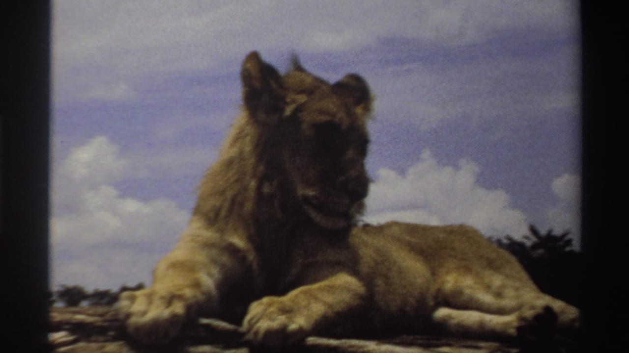 Lion resting on a rocky surface beneath a blue sky with white clouds.