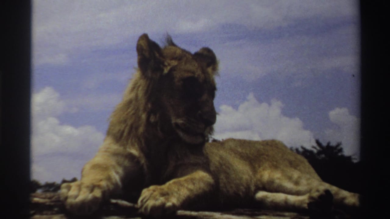 1969 Nigeria 8mm frame showing a lion lying low on rock, one foreleg extended, with faded color and visible film grain.