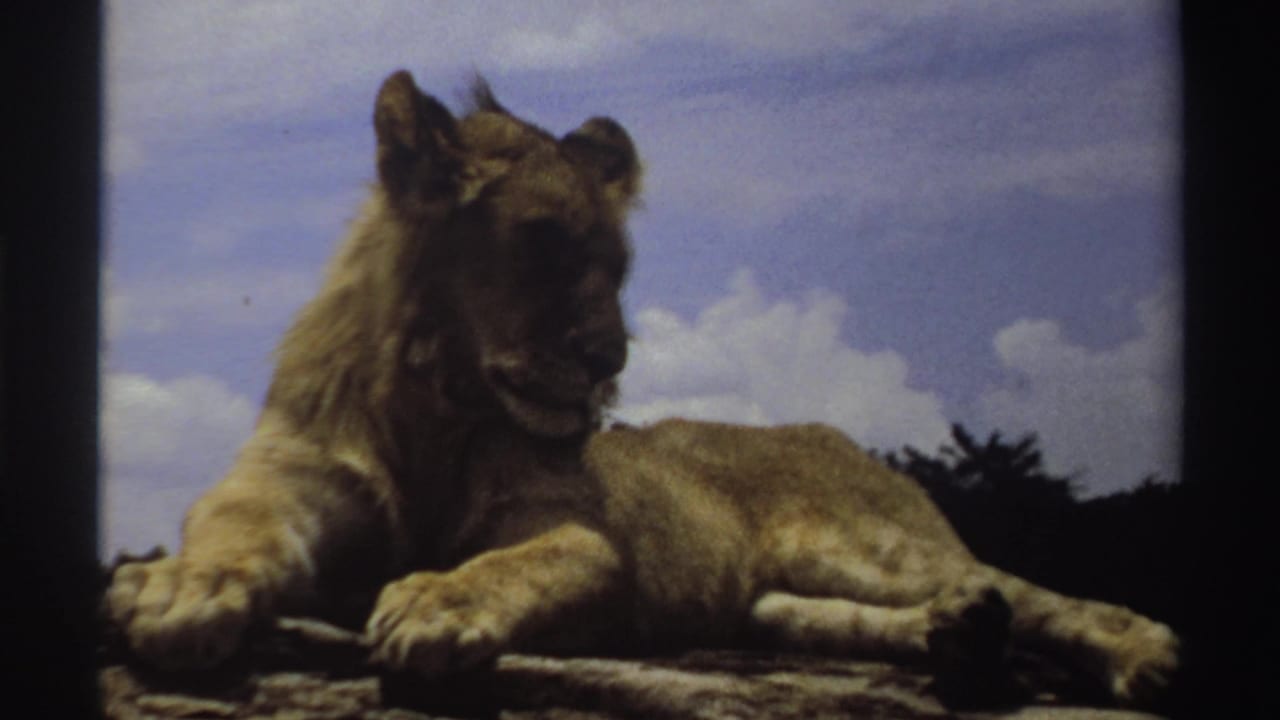 1969 Nigeria 8mm frame of a lion reclining on rock, face angled downward, with clouds and dark home-movie frame edges visible.