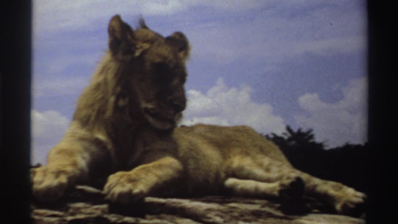 Young lion in Nigeria, 1969, lying on a sunlit rock and looking slightly away beneath a bright clouded sky.