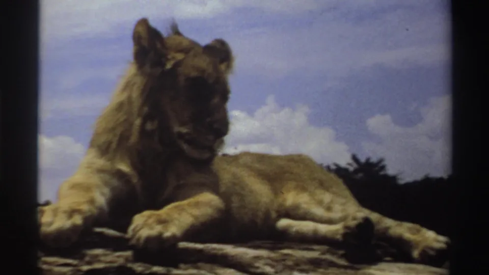 Young lion in Nigeria, 1969, lying on a sunlit rock and looking slightly away beneath a bright clouded sky.