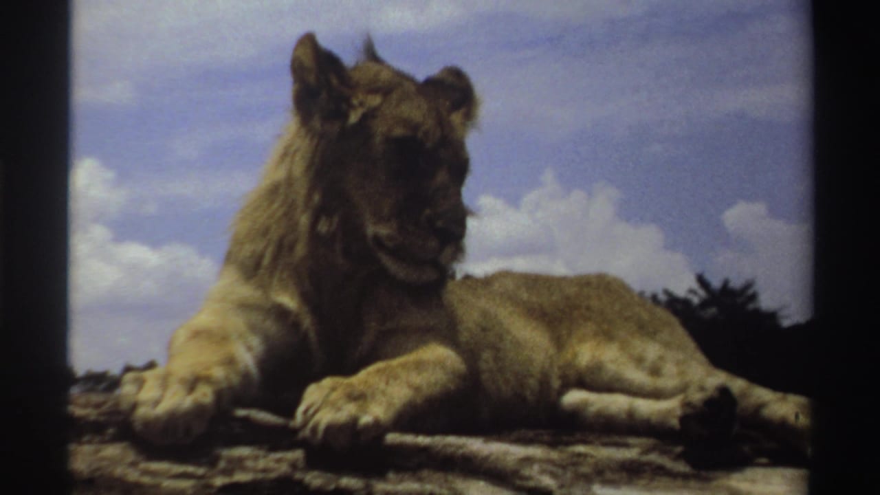 Young lion in Nigeria, 1969, reclining on a rock with its body stretched right and sky filling the background.