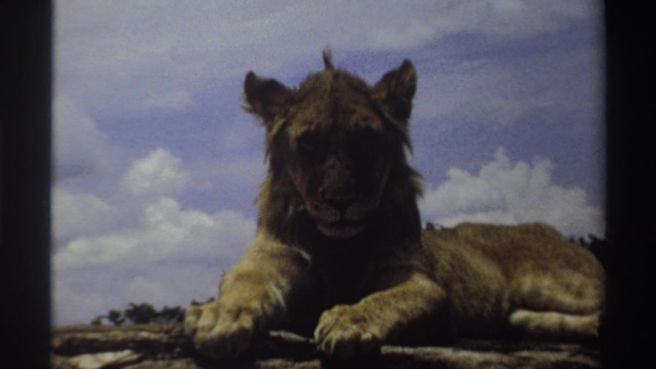 Young lion in Nigeria, 1969, resting with front paws forward and face turned toward the camera.