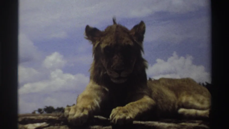 Young lion in Nigeria, 1969, resting with front paws forward and face turned toward the camera.