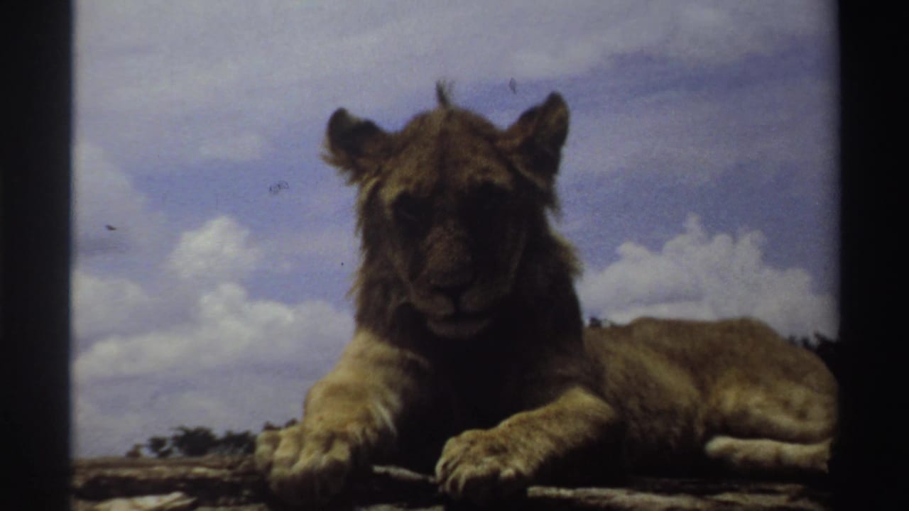 Young lion in Nigeria, 1969, centered in frame on a rock with a bright cloud bank behind it.