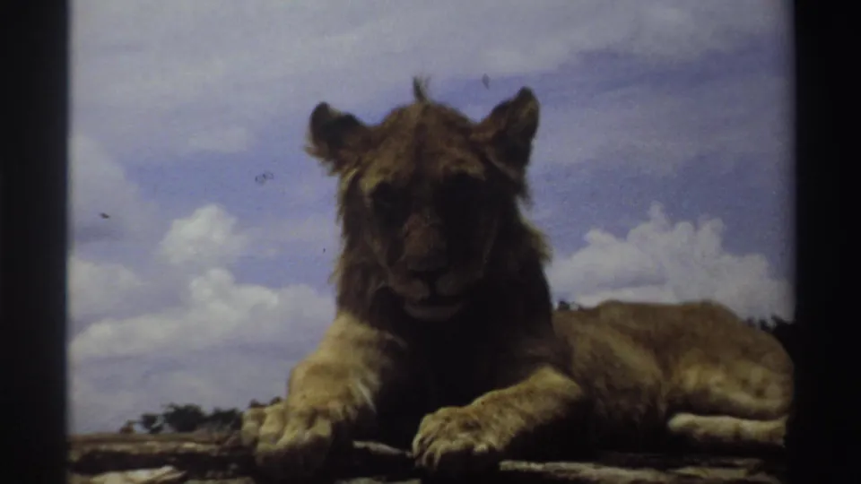 Young lion in Nigeria, 1969, centered in frame on a rock with a bright cloud bank behind it.