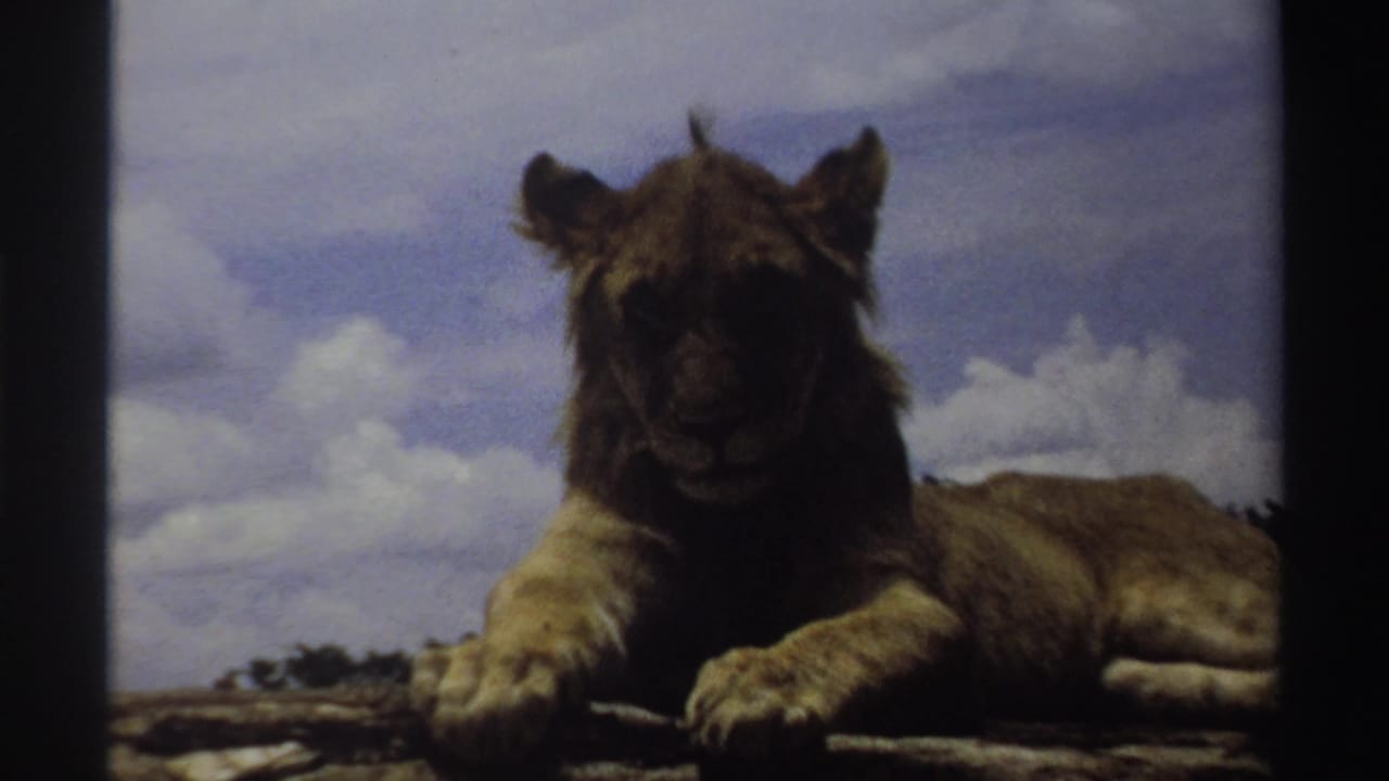 In Nigeria 1969 home-movie footage, a young lion rests on a rocky outcrop under a cloudy blue sky.