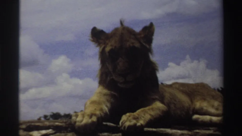 In Nigeria 1969 home-movie footage, a young lion rests on a rocky outcrop under a cloudy blue sky.