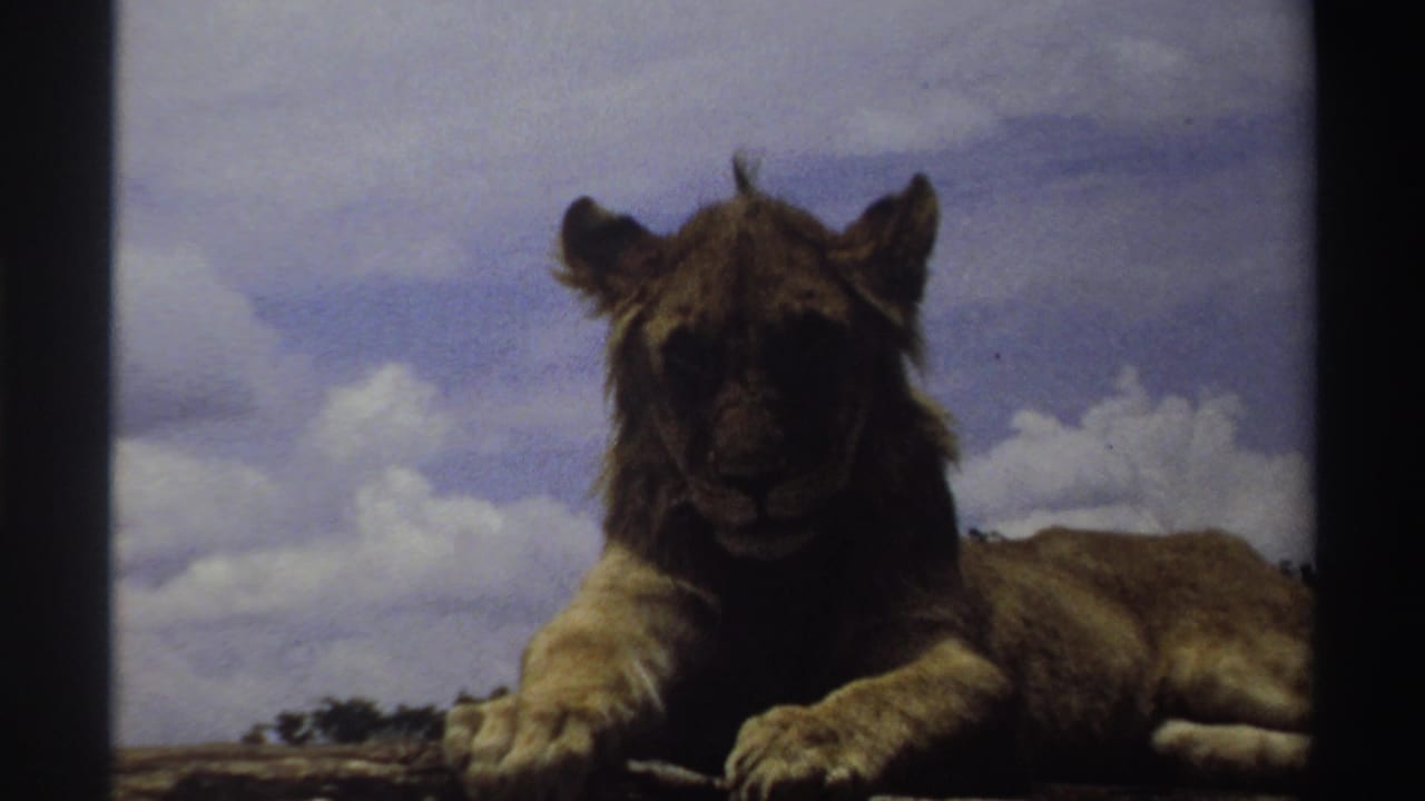 The resting lion faces forward on rocky ground in 1969 Nigeria footage, framed against a cloudy sky.