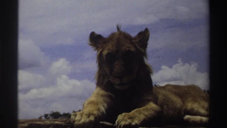 The resting lion faces forward on rocky ground in 1969 Nigeria footage, framed against a cloudy sky.