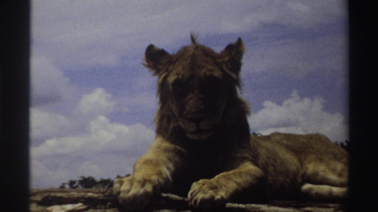 A centered view of the young lion lying on rock, with 8mm grain and muted sky tones visible.