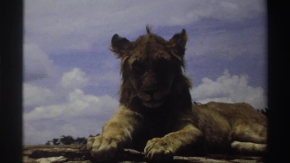 A centered view of the young lion lying on rock, with 8mm grain and muted sky tones visible.