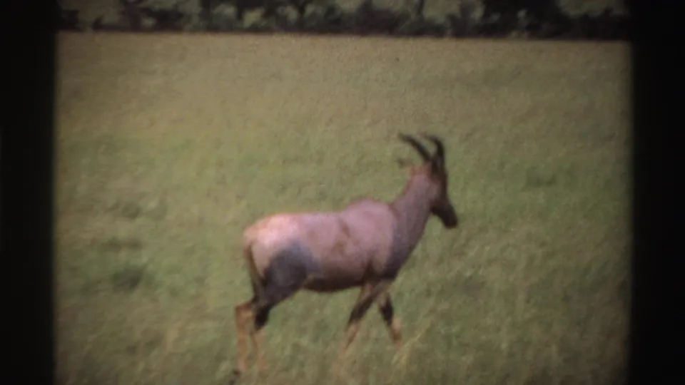 1969 Nigeria 8mm frame showing a horned ibex-like animal walking through a green grassy field in soft focus.
