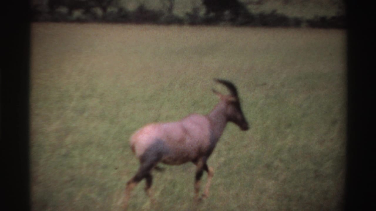 Horned antelope-like animal standing in tall grass, facing right.
