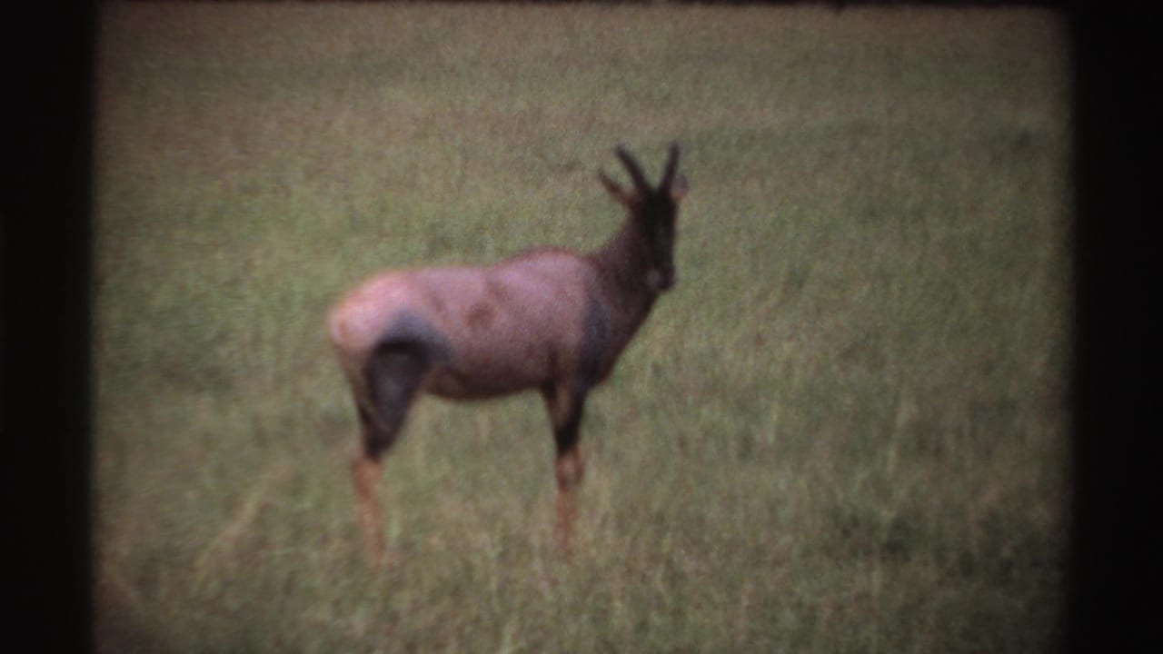 Horned antelope-like animal paused in grass with its head turned right.