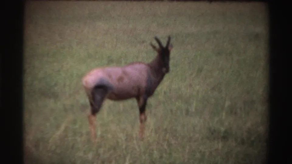 1969 Nigeria home-movie frame of a horned antelope-like animal paused in green-brown grass, seen through soft 8mm grain.