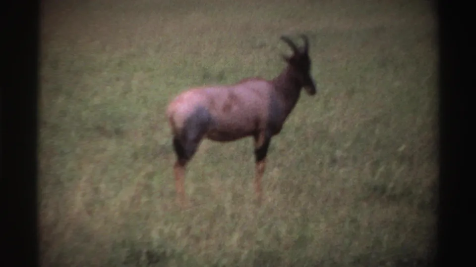Soft 8mm view from Nigeria in 1969 showing the antelope-like animal in profile, partly softened by grain and distance.