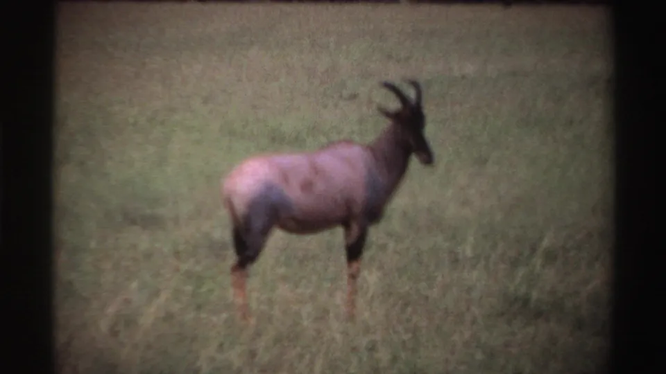 1969 Nigeria 8mm frame with a horned antelope-like animal standing in tall grass, its body angled right in soft focus.