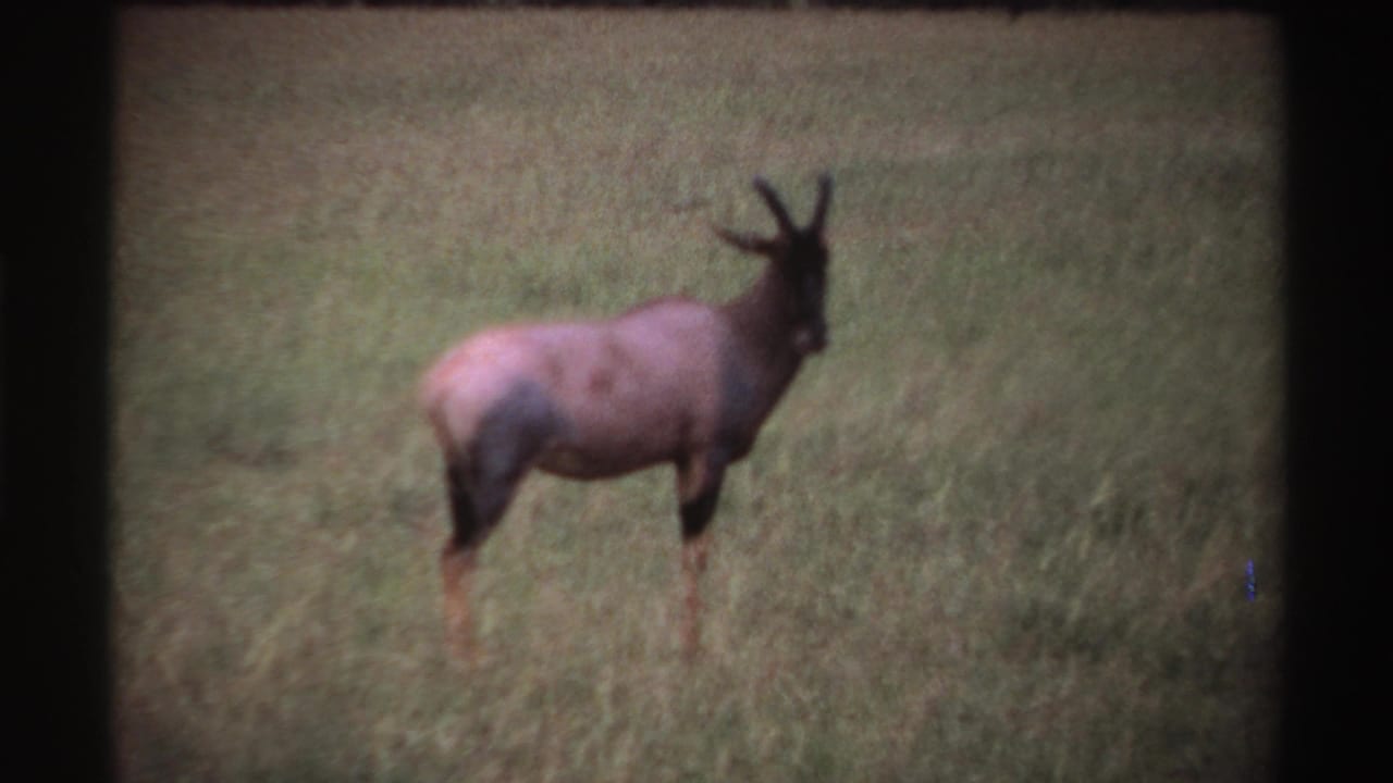 Horned antelope standing in tall grass, facing slightly toward the camera.