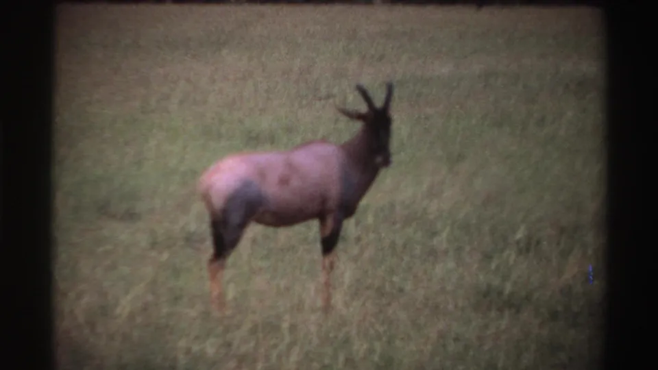 In 1969 Nigeria footage, a horned antelope stands alert in tall savanna grass with dark film-frame edges visible.