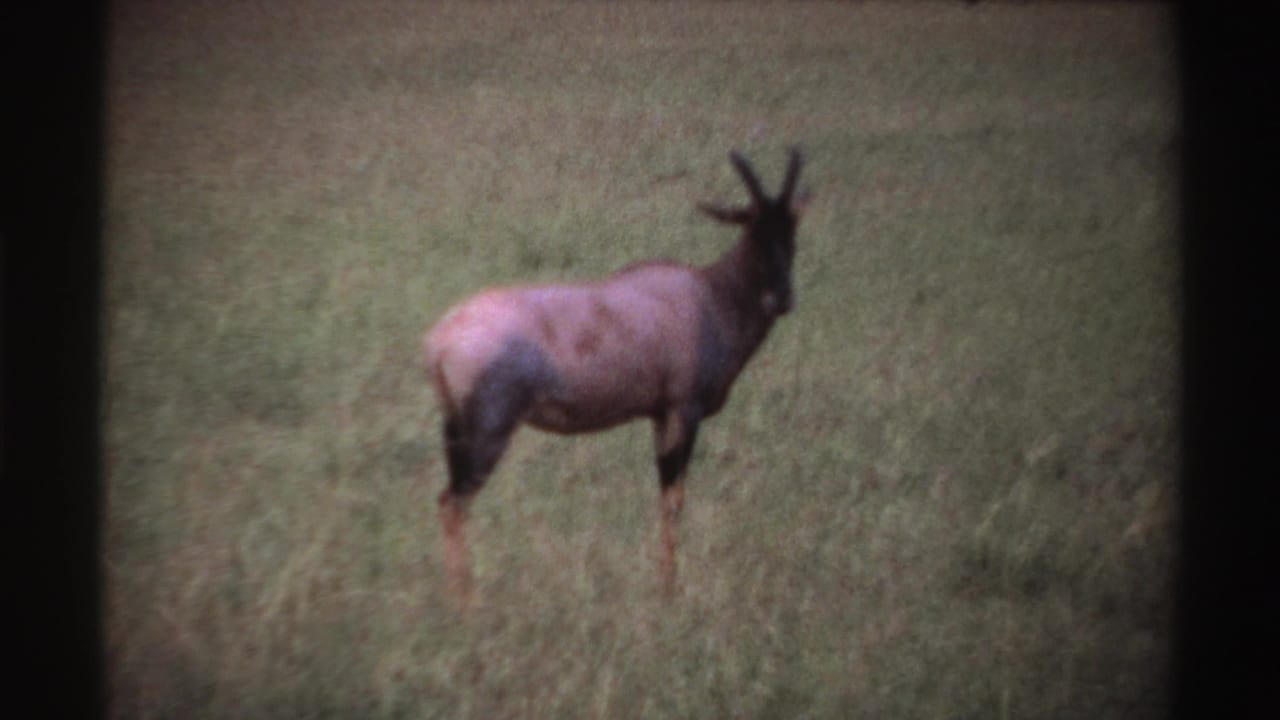 Antelope in tall grass with its head turned toward the camera.