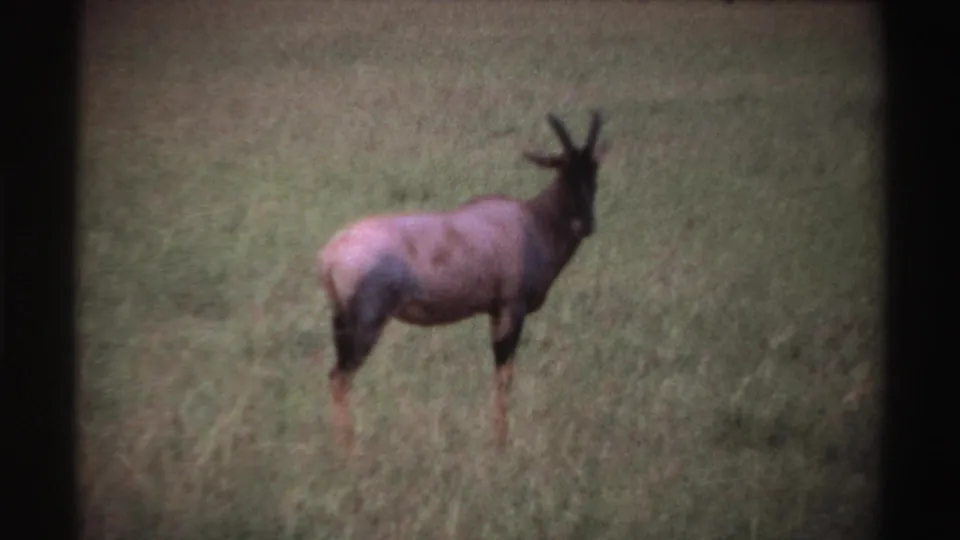 In vintage Nigeria 8mm footage, the antelope remains in tall grass, head turned toward the camera against an open field.